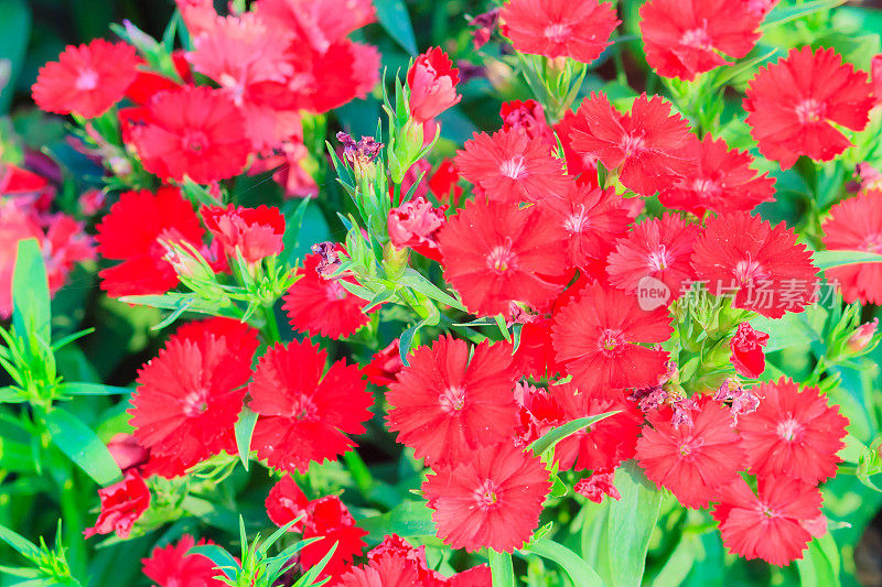 美丽的红粉Bravo Chinensis dianthus，中国粉，彩虹粉花(dianthus Chinensis)在阳光灿烂的一天花园。有选择性的重点